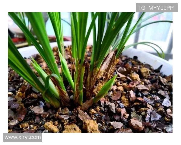 网球新手必看团队协作技巧与实用策略全面指南 网球新手必看团队协作技巧与实用策略全面指南